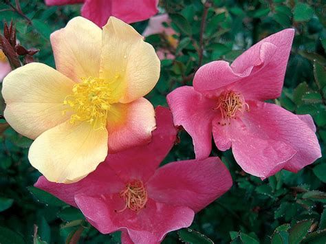 Mutabilis Rose