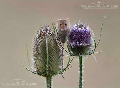 harvest-mice-tiny-lives-dean-mason-19.jpg