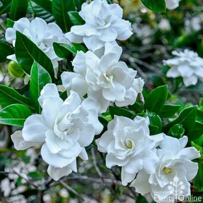 gardenia-augusta-magnifica-.jpg