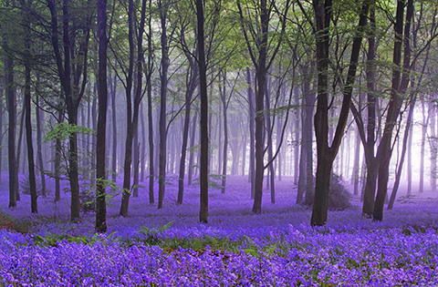 Field of Flowers