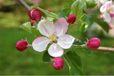 Appleblossom