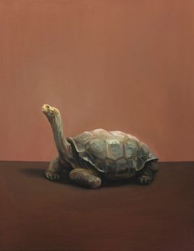 Tortoise