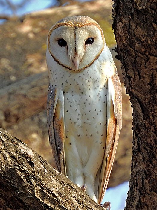 Eastern_Barn_Owl_(Tyto_javanica_stertens),_Raigad,_Maharashtra.jpg